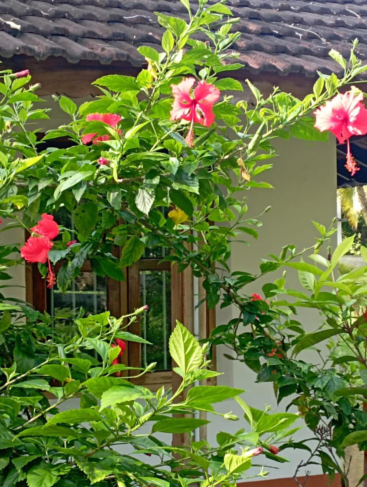 Gramam Homestay, Cochin Kochi Luaran gambar