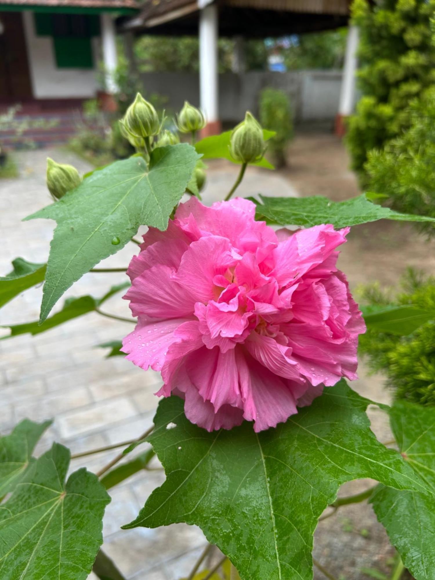 Gramam Homestay, Cochin Kochi Luaran gambar